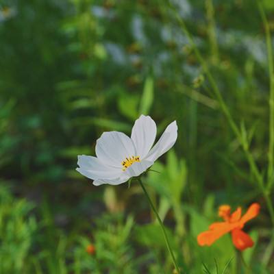 易信葫芦兄弟手游下载